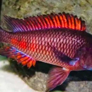 Roter Schwanzstreifen Moori (Tropheus moori moliro red) Garantierte Lieferung
